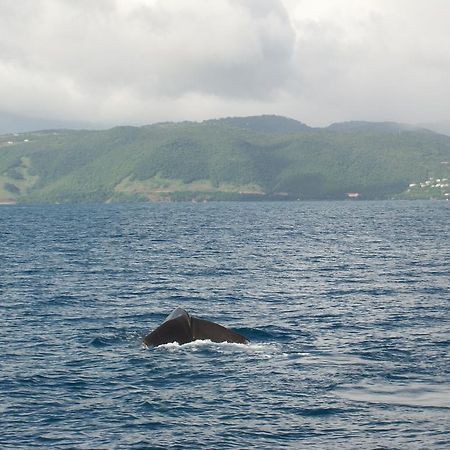 רוזו Anchorage Hotel, Whale Watch & Dive Center מראה חיצוני תמונה